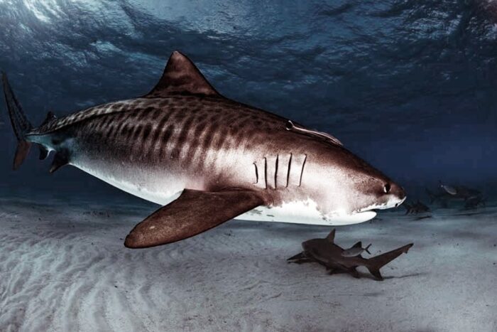 как выглядит тигровая акула 