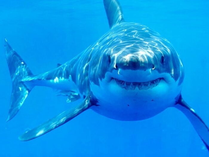 акула содержит много ртути в своем мясе 