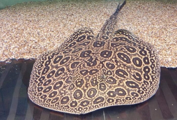 жемчужный скат способен жить в аквариуме 