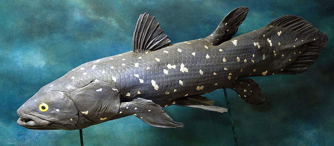 Живое ископаемое — рыба латимерия: поразительные особенности