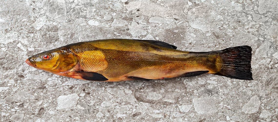 Про рыбку линь говорят мало, а зря: вкусные рецепты