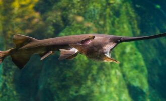Удивительная осетровая рыба веслонос — такого о ней не знал никто