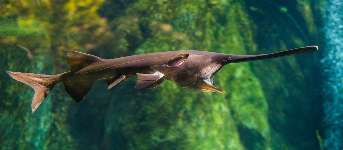 Удивительная осетровая рыба веслонос — такого о ней не знал никто