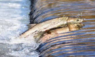 8 причин есть семгу: любопытные факты о пользе этой рыбы