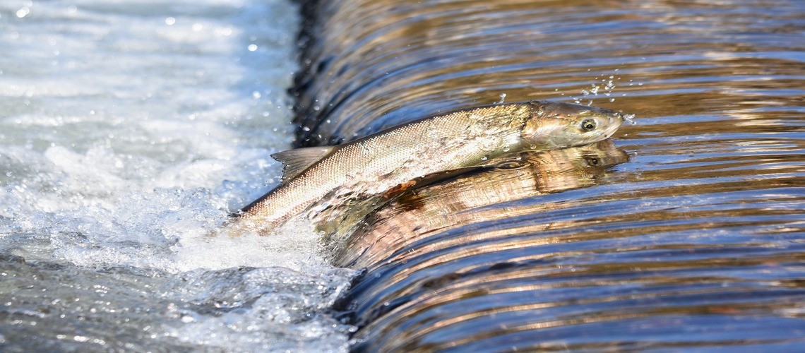 8 причин есть семгу: любопытные факты о пользе этой рыбы