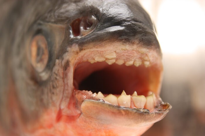 Бурый паку или рыба с человеческими зубами 