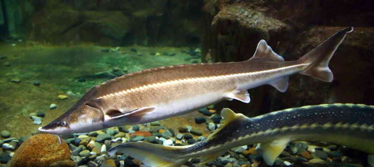 Рыба бестер: подробное описание особей и их внешний вид