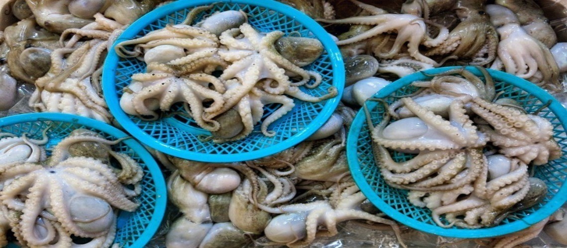 Как отличить кальмара от осьминога — 5 основных критериев