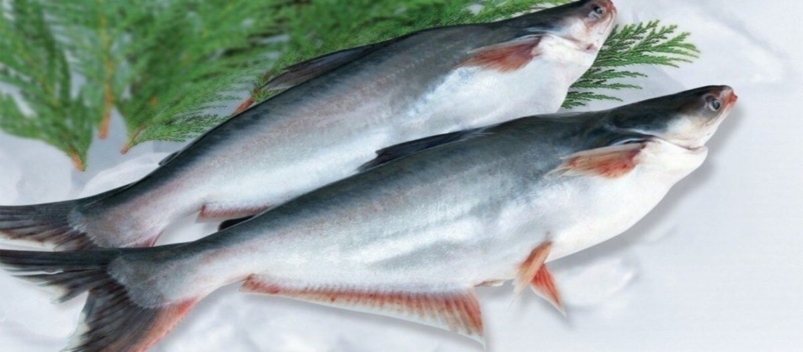 Описание рыбы пангасиус: особенности, польза и вред