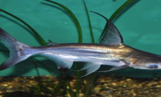 Секреты приготовления и интересные факты об рыбе пангасиус