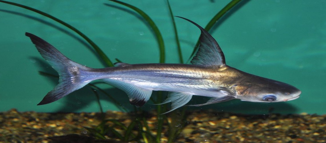 Секреты приготовления и интересные факты об рыбе пангасиус