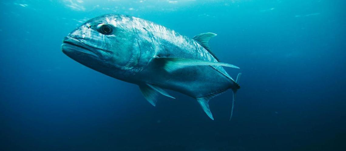 Вот это рыбка: 7 самых крупных пойманных сомов в мире