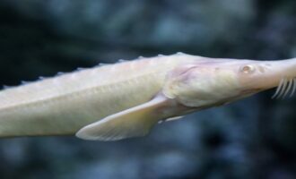 внешний вид рыбы белуга альбинос