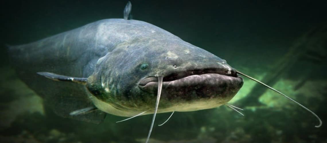 Рыбы из книги рекордов Гиннеса: 8 интереснейших особей