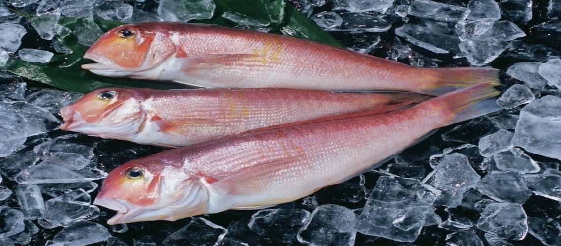 7 видов ртутной рыбы: узнайте как она называется и выглядит