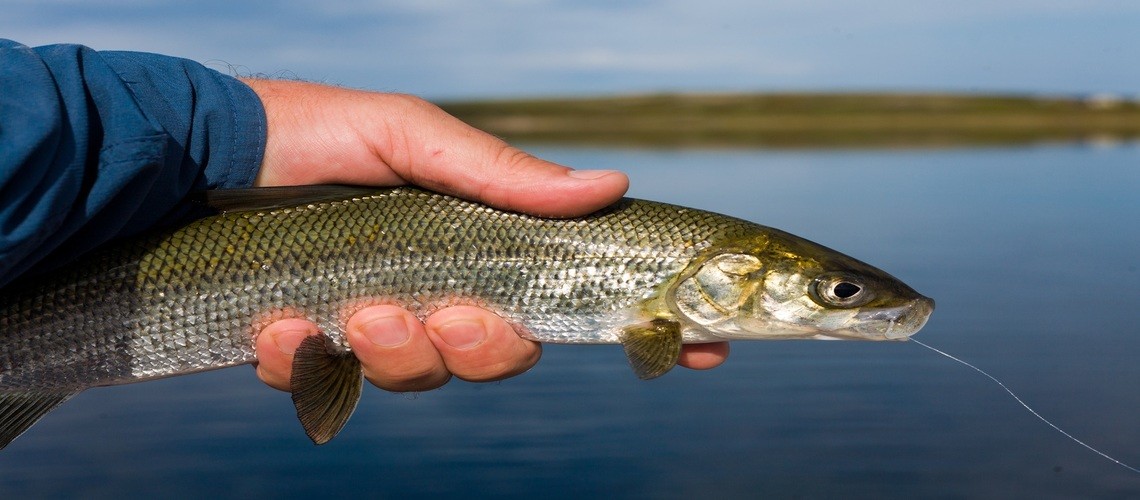 Как выглядит рыба сиг: описание видов, среда обитания