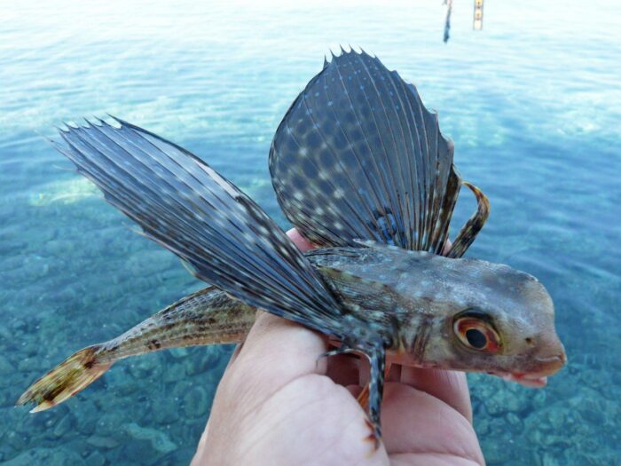 Японская летучая рыба