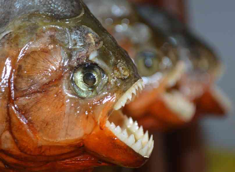 зубы рыбы