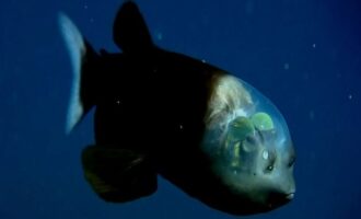 Рыба с прозрачной головой и интересные факты о бочкоглаз