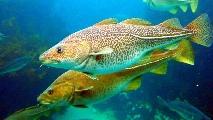 Бентопелагические твердотелые глубоководные рыбы 