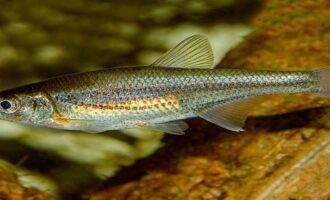 Рыба быстрянка: описание вида и что сделать чтобы поймать ее