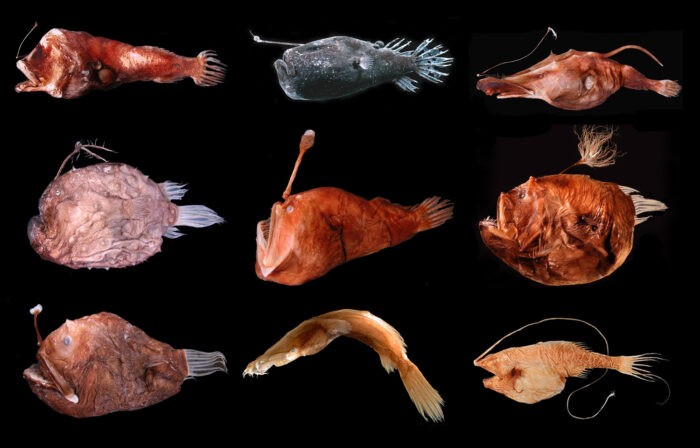 Глубоководные рыбы морские удильщики