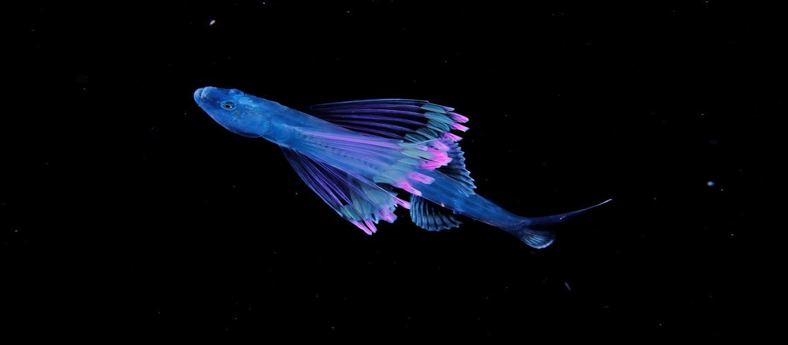 Кто проживает на дне океана: самые удивительные глубоководные рыбы