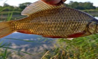Что надо знать о карасе чтобы рыбалка была успешной: 10 главных секретов