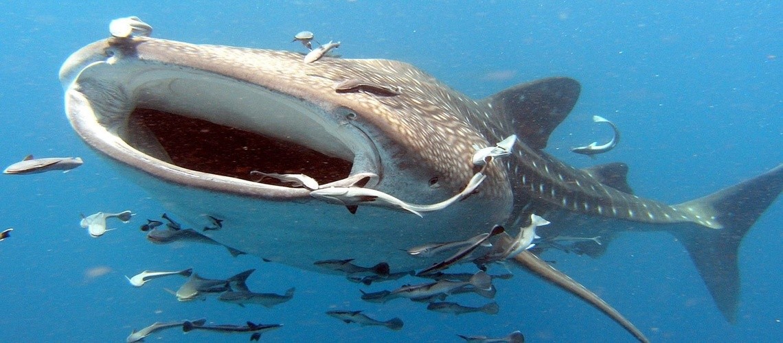 10 самых больших рыб на Земле — их размеры поразят любого