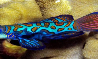 Яркая и красочная рыбка-мандаринка: где встречаются привлекательные особи