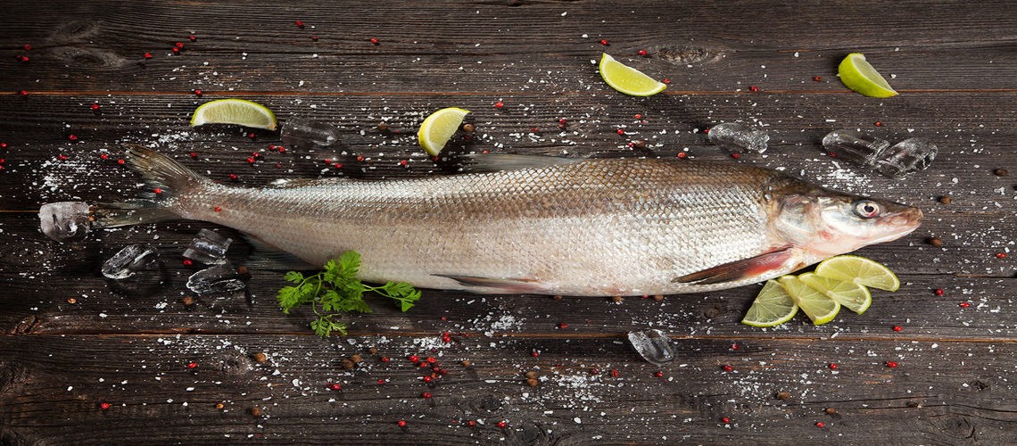 Рыба муксун: описание, интересные факты, цена в 2022 году, где обитает