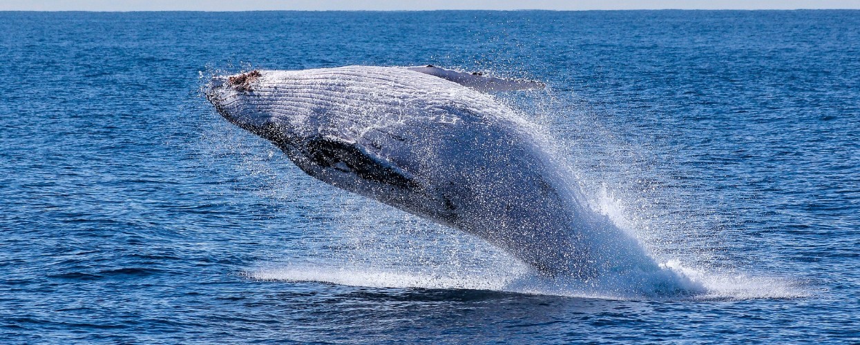 Помощь пришла откуда не ждали: как керосиновая лампа спасла от исчезновения китов
