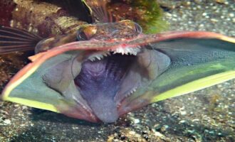 Ужас под водой: самые страшные рыбы, увидеть их не захочет никто