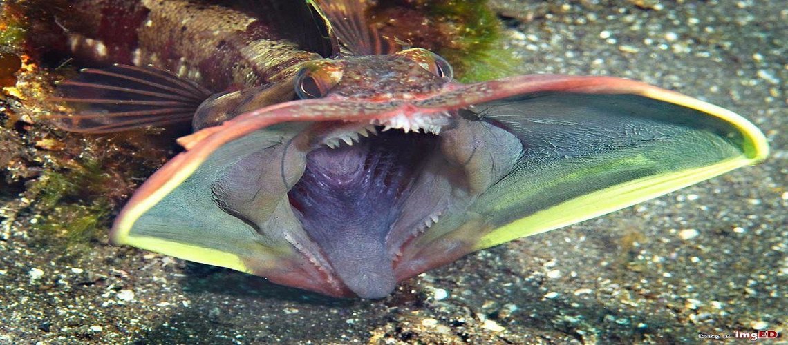 Ужас под водой: самые страшные рыбы, увидеть их не захочет никто