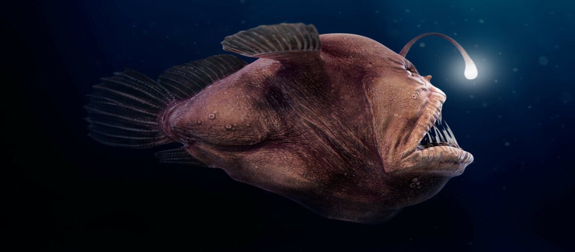 Глубоководный удильщик — рыба с фонарем на голове