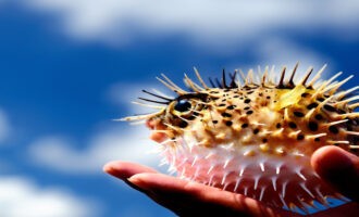 Рыба шар: интересные факты о вкусном убийце