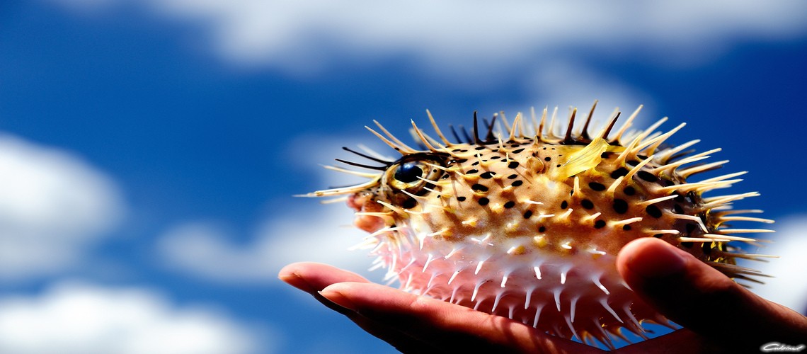 Рыба шар: интересные факты о вкусном убийце