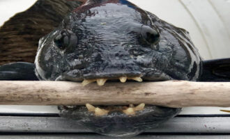 рыба-зубатка имеет мощные челюсти
