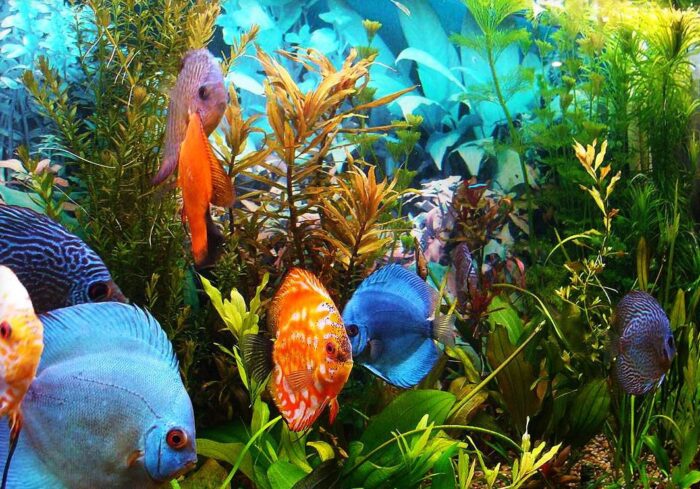 популярные плоские разноцветные рыбки 
