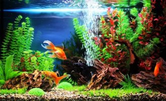 Самые красивые аквариумные рыбки: яркие краски у вас дома