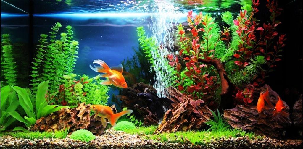 Самые красивые аквариумные рыбки: яркие краски у вас дома