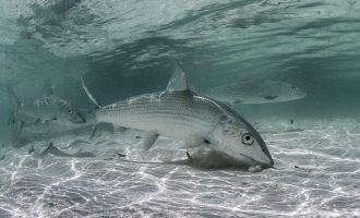 Скорости можно завидовать: 10 самых скоростных рыб планеты