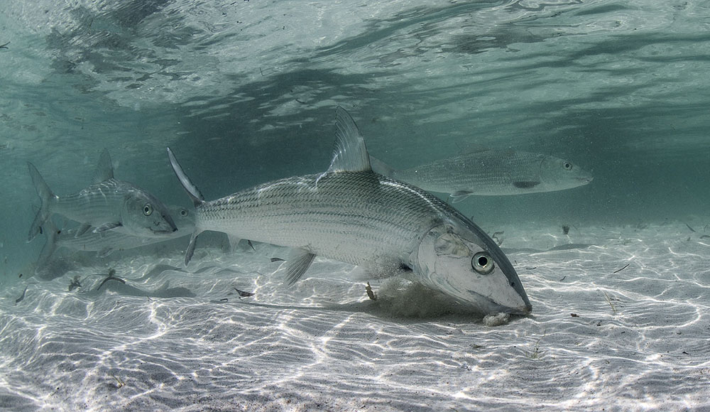 Скорости можно завидовать: 10 самых скоростных рыб планеты