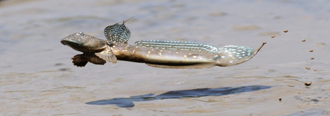 Какая рыба умеет ходить по дну или суше: 3 весьма интересных вида