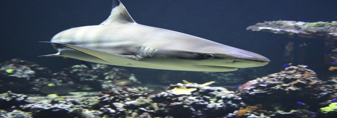 5 невероятных фактах об акулах: чего вы точно не знали об опасном хищнике