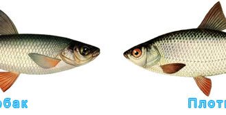 сравнение рыбы чебак с плотвой