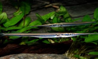 Необычная рыба игла — описание и где обитает