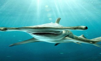 Интересные факты про акулу-молот: удивление гарантировано