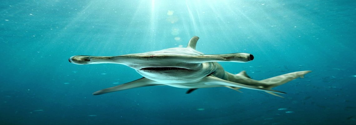 Интересные факты про акулу-молот: удивление гарантировано