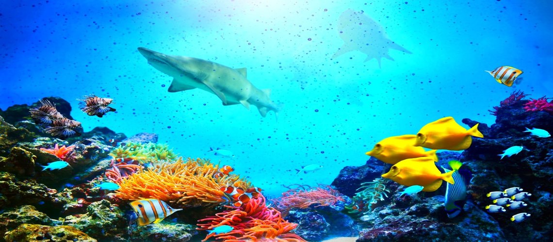Раскроем тайну подводного мира: какие рыбы прячутся в морях и океанах